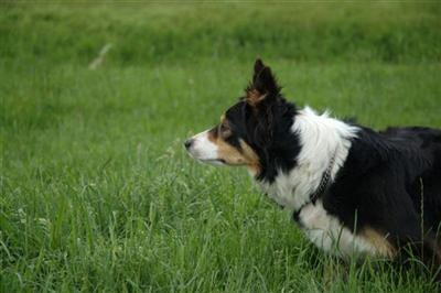 working border collie  pups 